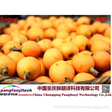 Fresh Tasty Healthy Self-planted Loquat